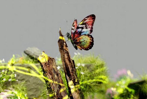 Ecologie - Biodiversité