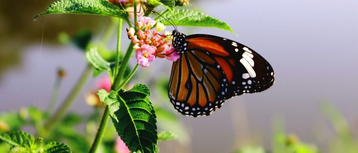 Biodiversité